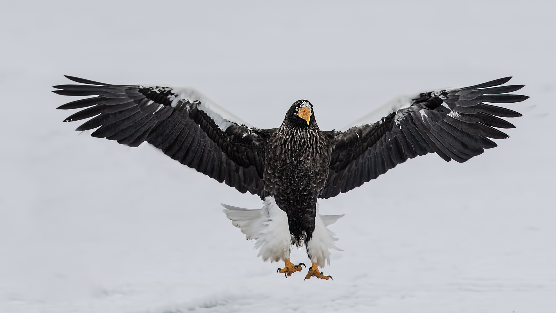 Steller's Sea-Eagle